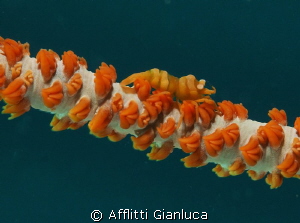 dasycaris, zanzibarica by Afflitti Gianluca 